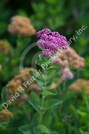 Wild flowers in Mount Rainier National Park, Washington, USA
