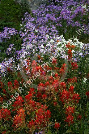 Red Indian paintbrush and other wild flowers grow in Mount Rainier National Park, Washington, USA