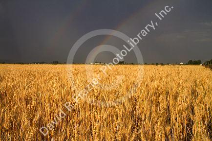 Golden wheat field with rainbow in the sky, Payette County, Idaho, USA.