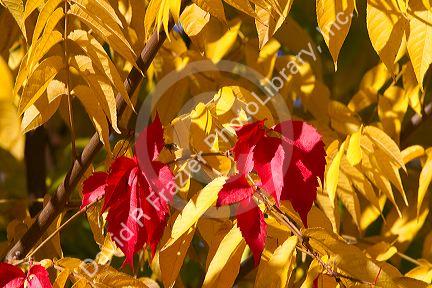 Sumac leaves change color in autumn, Boise, Idaho, USA.
