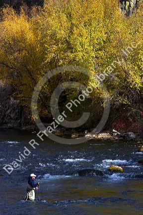 Angler fly fishing on the South Fork of the Boise River in Elmore County, Idaho, USA.
