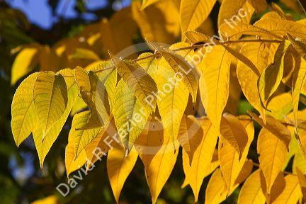 Sumac leaves change color in autumn, Boise, Idaho, USA.