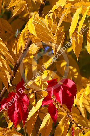 Sumac leaves change color in autumn, Boise, Idaho, USA.