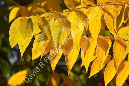 Sumac leaves change color in autumn, Boise, Idaho, USA.