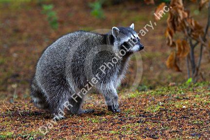 Raccoon at Shelton, Washington, USA.