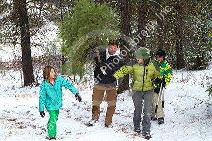Family cutting a christmas tree in the Boise National Forest near Idaho City, Idaho, USA.