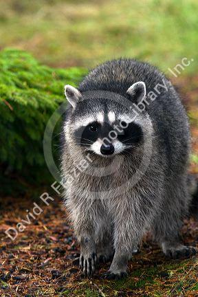 Raccoon at Shelton, Washington, USA.