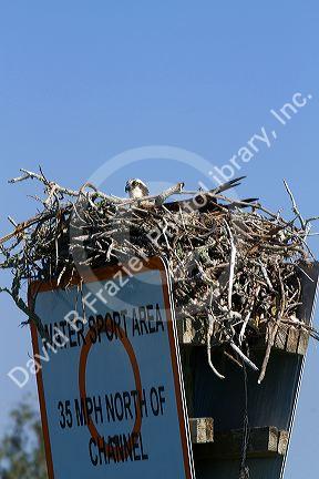 Osprey in a nest built on top of a marine speed limit sign at Venice, Florida, USA.