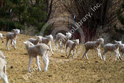 Lambs on a sheep ranch near Emmett, Idaho, USA.
