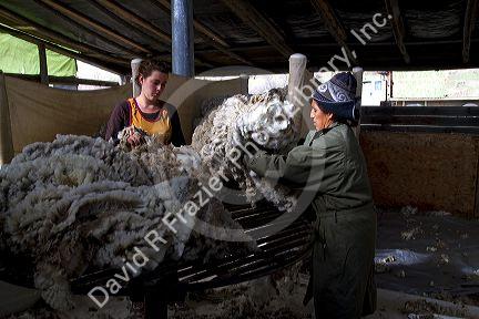 Sheep being sheared in a shearing shed near Emmett, Idaho, USA.