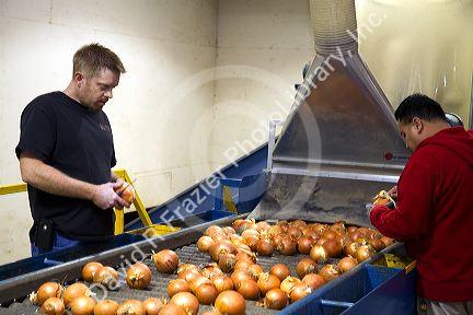 Workers sort, grade, and package onions in Nyssa, Oregon, USA.