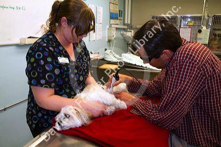 Veterinarian using laser therapy on a small dog to promote healing and stimulate blood flow after surgery in Boise, Idaho, USA.