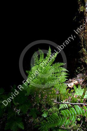 Ferns grow on the forest floor in the Willamette National Forest, Oregon, USA.