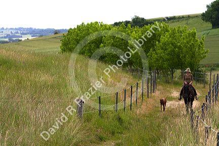 French woman riding her horse on a farm near Angouleme in southwestern France.