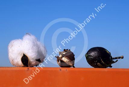 Three development stages of a cotton boll.
