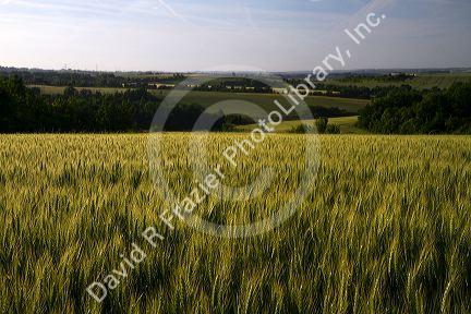 Wheat field west of Angouleme in southwestern France.