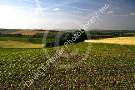 Young corn crop grows west of Angouleme in southwestern France.