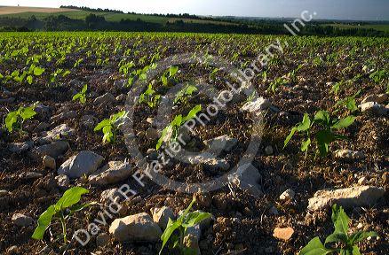 Sunflowers grow out of rocky limestone soil west of Angouleme in southwestern France.