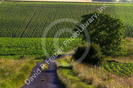 Agriculture and farmland west of Angouleme in southwestern France.