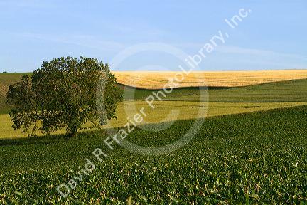 Agriculture and farmland west of Angouleme in southwestern France.