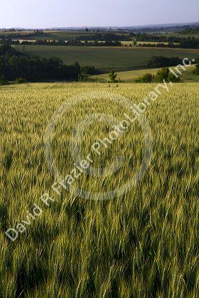 Wheat field west of Angouleme in southwestern France.
