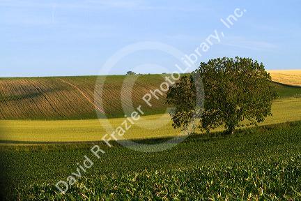 Agriculture and farmland west of Angouleme in southwestern France.