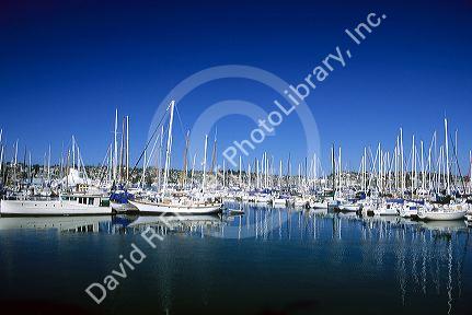 Sailboats docked in the Shelter Island marina in San Diego Harbor, California.