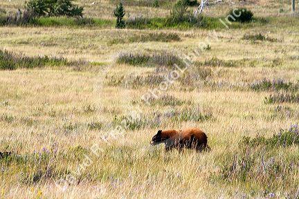 Cinnamon bear in the Waterton Lakes National Park, Alberta, Canada.
