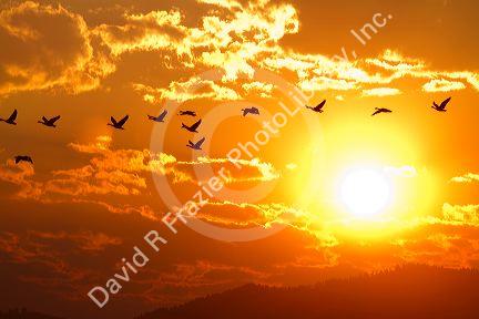 A flock of geese fly at sunrise in Boise, Idaho, USA.