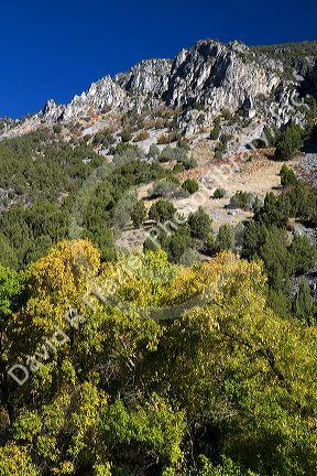 The Bear River Mountains in Logan Canyon, Utah, USA.