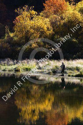 An angler fly fishing on the Logan River in Logan Canyon, Utah, USA.