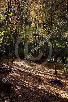 Sunlight shining through deciduous trees on the forest floor in Logan Canyon, Utah, USA.