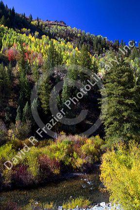 Autumn color along the Logan River in Logan Canyon, Utah, USA.