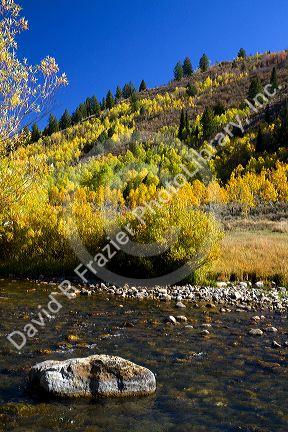 Autumn color along the Logan River in Logan Canyon, Utah, USA.