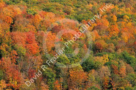 Fall foliage in a New England forest, Vermont.