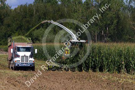 Corn harvest in Canyon County, Idaho, USA.