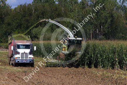 Corn harvest in Canyon County, Idaho, USA.