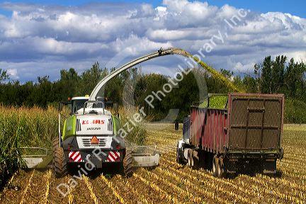 Corn harvest in Canyon County, Idaho, USA.