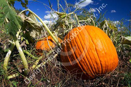 Pumpkin patch in Canyon County, Idaho, USA.