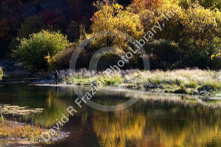An angler fly fishing on the Logan River in Logan Canyon, Utah, USA.