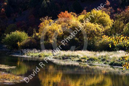 An angler fly fishing on the Logan River in Logan Canyon, Utah, USA.