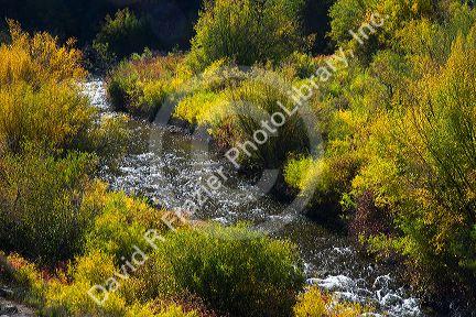 Autumn color along the Logan River in Logan Canyon, Utah, USA.