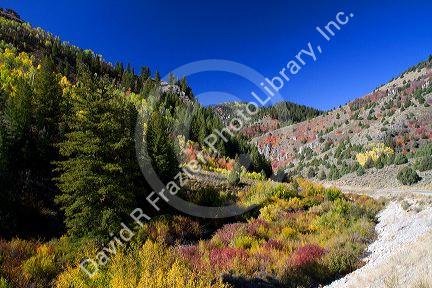 Autumn color along the Logan River in Logan Canyon, Utah, USA.