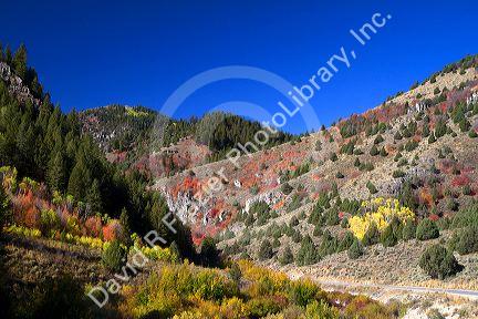 Autumn color along the Logan River in Logan Canyon, Utah, USA.