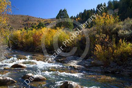 Autumn color along the Logan River in Logan Canyon, Utah, USA.