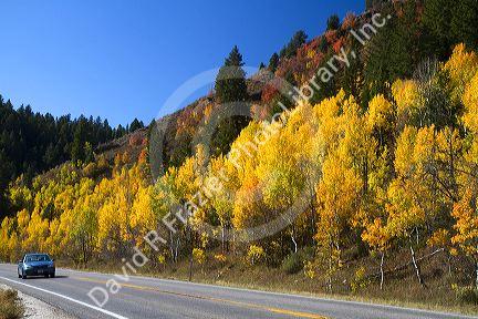 Autumn color along U.S. Route 89 in Logan Canyon, Utah, USA.