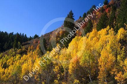 Autumn color along U.S. Route 89 in Logan Canyon, Utah, USA.