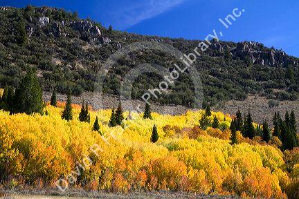 Autumn color along U.S. Route 89 in Logan Canyon, Utah, USA.