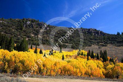 Autumn color along U.S. Route 89 in Logan Canyon, Utah, USA.