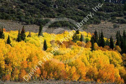 Autumn color along U.S. Route 89 in Logan Canyon, Utah, USA.